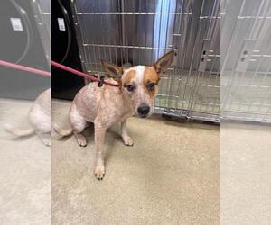 Mutt Dogs for adoption in Rockwall, TX, USA