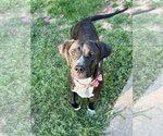 Small Labrador Retriever Mix