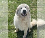 Small Photo #1 Great Pyrenees Puppy For Sale in FLOYD, VA, USA