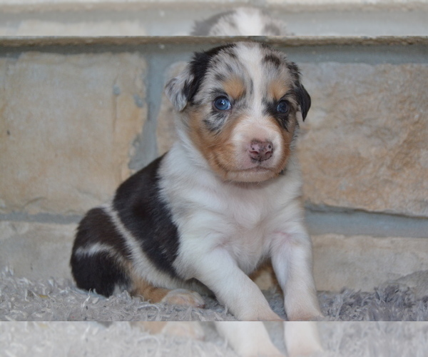 Medium Photo #2 Australian Shepherd Puppy For Sale in DIXON, MO, USA