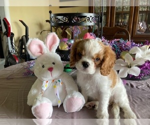 Cavalier King Charles Spaniel Puppy for sale in ZANESVILLE, OH, USA