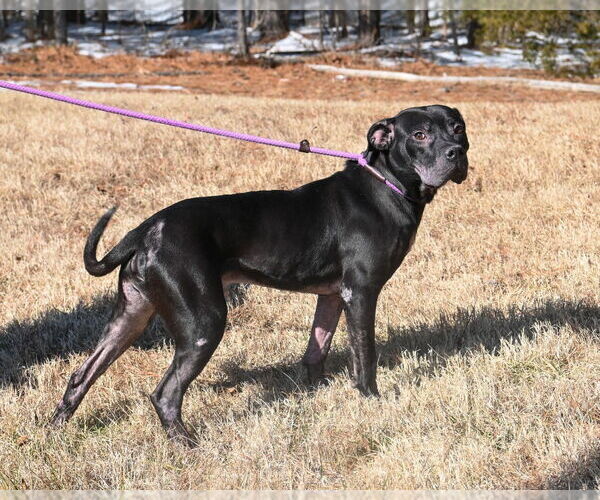 Medium Photo #6 Mutt Puppy For Sale in Glen Allen, VA, USA