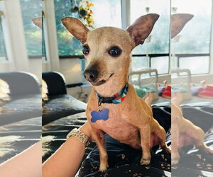 Chiweenie Dogs for adoption in Bellevue, WA, USA