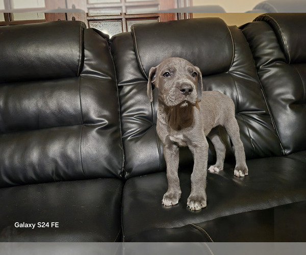 Medium Photo #1 Great Dane Puppy For Sale in DUSHORE, PA, USA