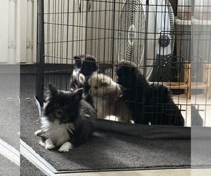 Pomeranian Puppy for Sale in SACRAMENTO, California USA