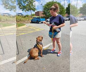 American Pit Bull Terrier-Bulldog Mix Dogs for adoption in Atlanta, GA, USA