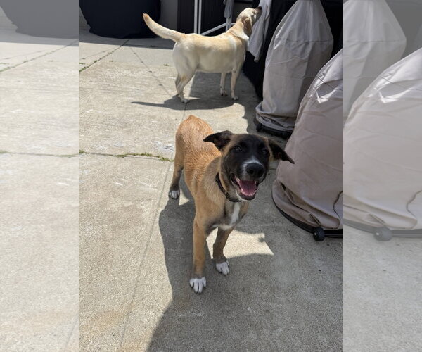 Medium Photo #4 Labrador Retriever-Unknown Mix Puppy For Sale in San Diego, CA, USA