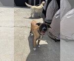 Small #3 Labrador Retriever Mix