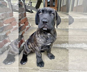 Neapolitan Mastiff-Unknown Mix Dogs for adoption in Marina Del Rey, CA, USA
