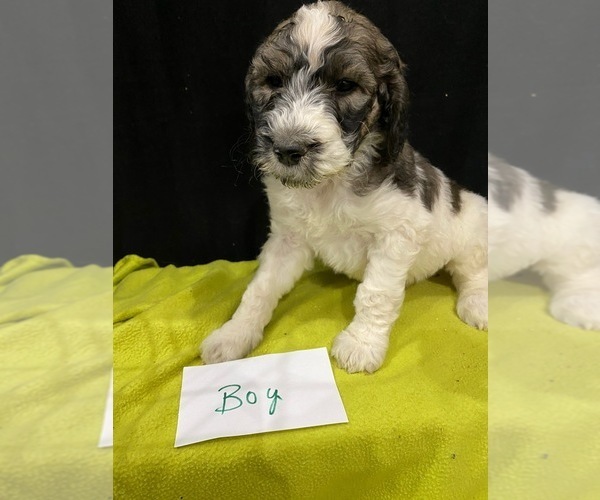 Medium Photo #1 Saint Berdoodle Puppy For Sale in WASHINGTON, IA, USA