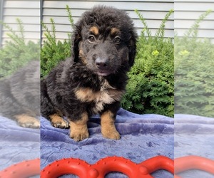 Bernedoodle-Poodle (Miniature) Mix Puppy for sale in RICHMOND, IL, USA