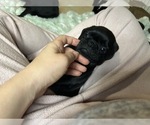 Small Photo #68 Frenchie Pug Puppy For Sale in BLOOMINGTON, IL, USA