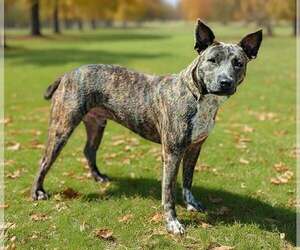 Renji 26/674 - Male Mutt Dog for Adoption - Photo #7