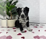 Small #4 Australian Cattle Dog-Miniature Australian Shepherd Mix