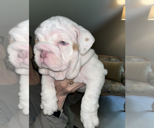Medium Photo #3 Bulldog Puppy For Sale in PHILADELPHIA, PA, USA