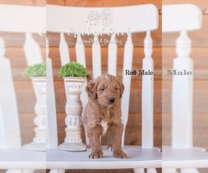 Goldendoodle Puppy for Sale in WOODRUFF, South Carolina USA