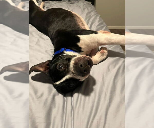 Medium Photo #10 American Pit Bull Terrier-Unknown Mix Puppy For Sale in Brewster, NY, USA