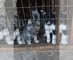 Small #2 Siberian Husky