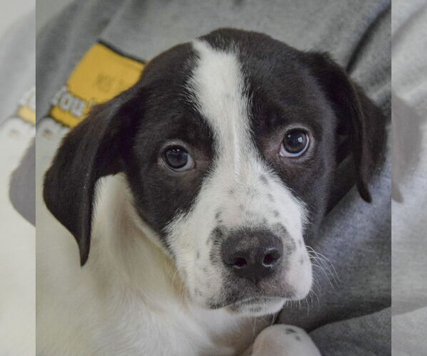 Medium Photo #5 Australian Shepherd-Unknown Mix Puppy For Sale in Huntley, IL, USA