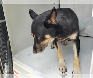 German Shepherd Dog Dogs for adoption in Houston, TX, USA