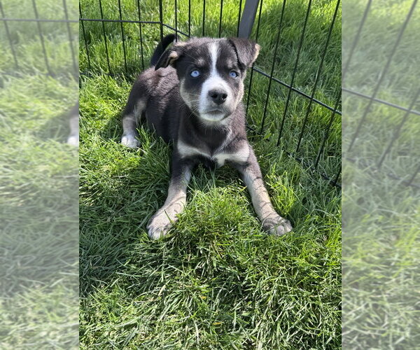 Medium Photo #4 Siberian Husky-Unknown Mix Puppy For Sale in Springdale, PA, USA