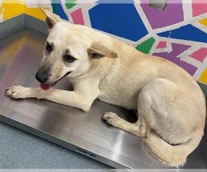 German Shepherd Dog Dogs for adoption in Baytown, TX, USA