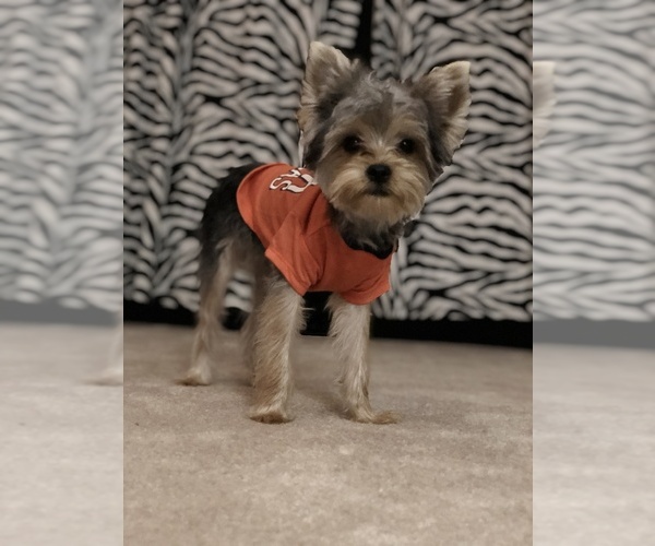 Medium Photo #1 Yorkshire Terrier Puppy For Sale in VICTORVILLE, CA, USA