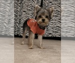Small Photo #1 Yorkshire Terrier Puppy For Sale in VICTORVILLE, CA, USA