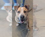 Small #16 American Staffordshire Terrier Mix