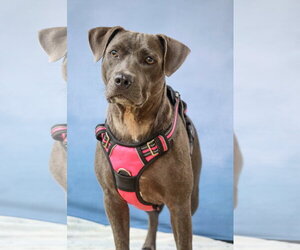 Demi - Female Mutt Dog for Adoption