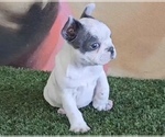 Small Photo #1 French Bulldog Puppy For Sale in ANCHORAGE, AK, USA
