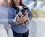 Small Photo #5 Australian Cattle Dog Puppy For Sale in OAKLEY, CA, USA