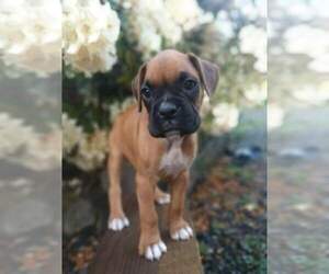 Boxer Puppy for sale in EATONVILLE, WA, USA