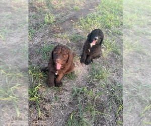 Poodle (Standard) Litter for sale in CLAREMORE, OK, USA