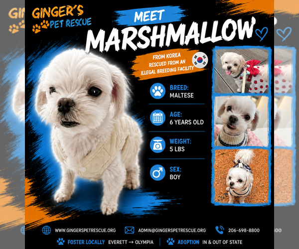 Medium Photo #1 Maltese Puppy For Sale in Seattle, WA, USA
