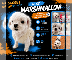 Maltese Dogs for adoption in Seattle, WA, USA