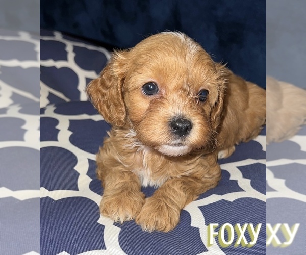 Medium Photo #1 Cavapoo Puppy For Sale in TOLEDO, OH, USA