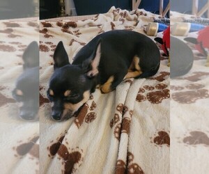 Chihuahua Puppy for sale in LAGRANGE, KY, USA