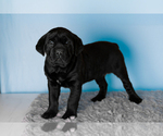 Small #2 Cane Corso