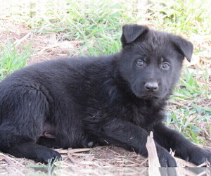 German Shepherd Dog Puppy for sale in COLUMBUS, NE, USA