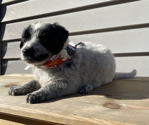 Medium Photo #27 Australian Cattle Dog Puppy For Sale in SMITHS CREEK, MI, USA