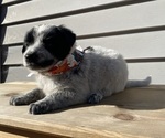 Mickey - Female Australian Cattle Dog Puppy for Sale - Photo #27
