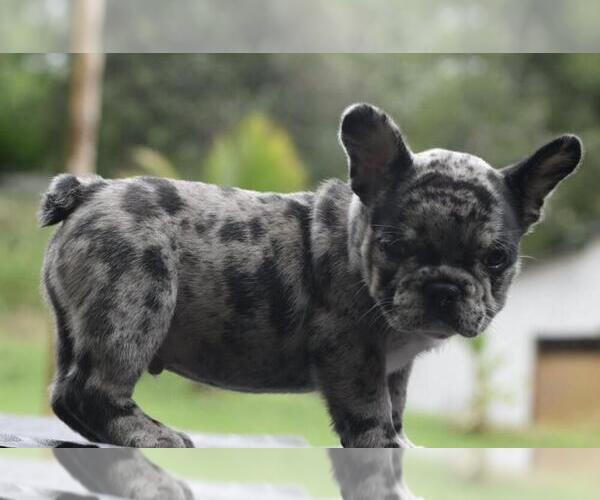 Medium Photo #1 French Bulldog Puppy For Sale in CHERRY BROOK, MA, USA