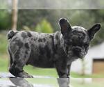 Small Photo #1 French Bulldog Puppy For Sale in CHERRY BROOK, MA, USA