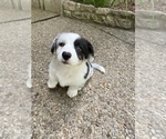 Small Photo #2 Cardigan Welsh Corgi Puppy For Sale in BOERNE, TX, USA