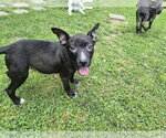Small #1 Labrador Retriever Mix