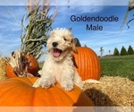 Small Photo #2 Goldendoodle (Miniature) Puppy For Sale in CONVOY, OH, USA