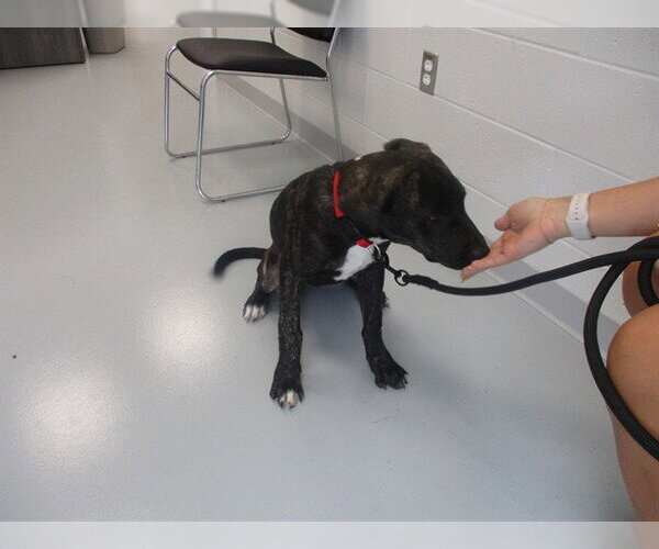 Medium Photo #1 American Pit Bull Terrier-Unknown Mix Puppy For Sale in Ocala, FL, USA