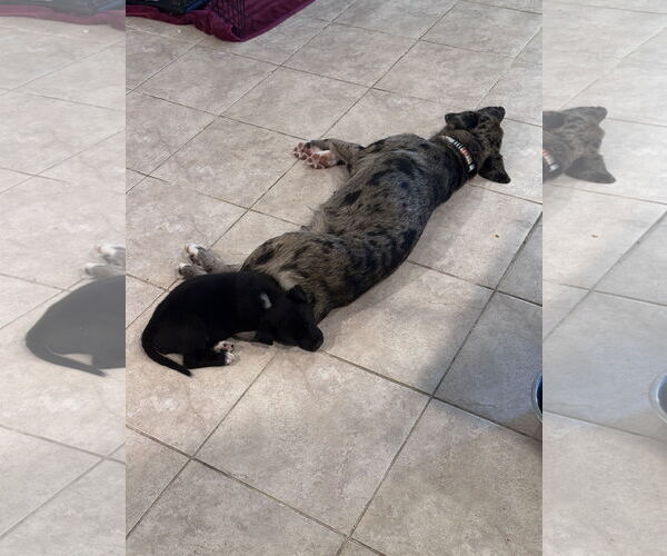 Medium Photo #6 Australian Shepherd Puppy For Sale in The Woodlands, TX, USA