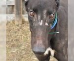 Small Greyhound